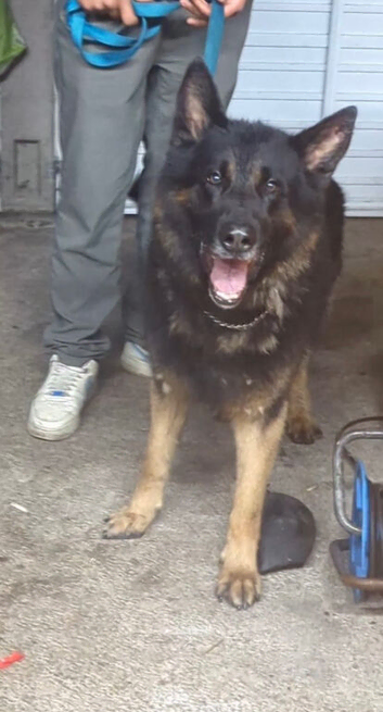KC registered male, K9 trained. Great family German shepherd dog
