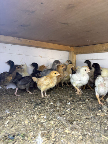 4 week old mix breed chicks