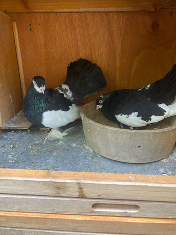 Very nice and very good quality garden pigeon for sale