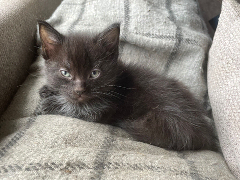 5x Beautiful fluffy black ragdoll/Maincoone cross kittens