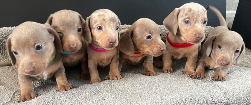 Adorable Dachshund puppies (deposit taken )