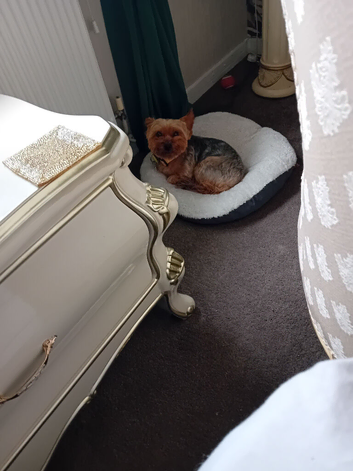 Yorkshire terrier
