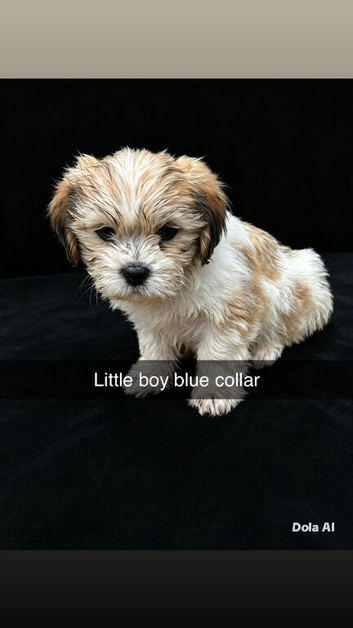 Sweet puppies looking for forever homes