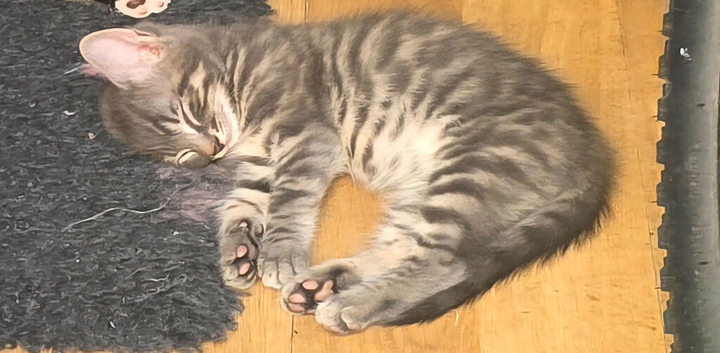 Little  kittens