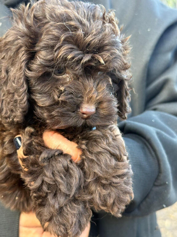 The most gorgeous bundles of fluff