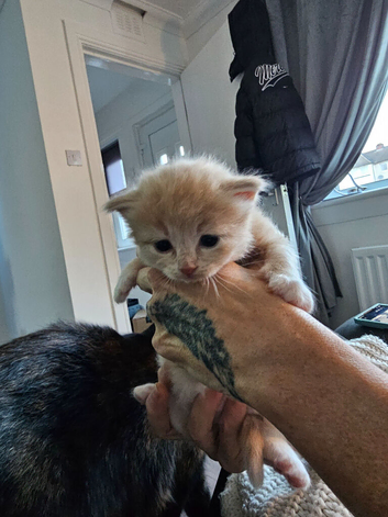 Ragdoll X tortolshell/calico kittens