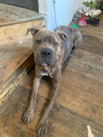 Cane corso x