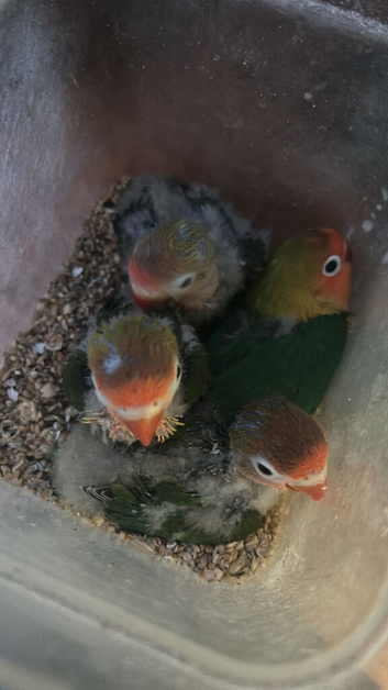Lovebirds fischer for handfeeding