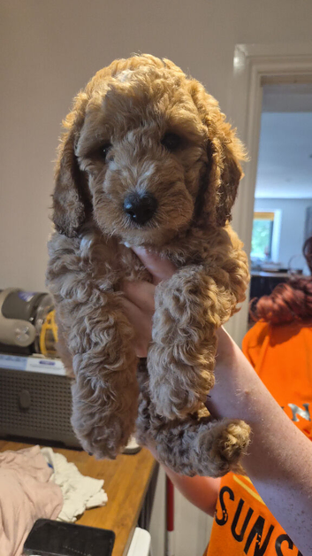 Ready now - two fox red cockapoo girls left