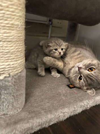 British shorthair