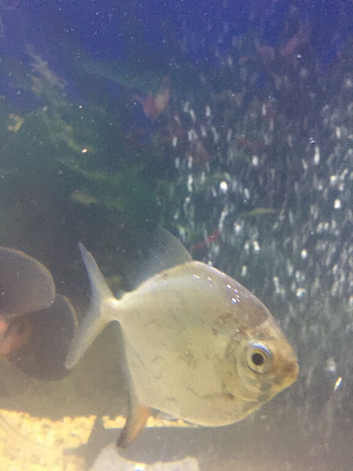 Cichlids for sale and common pleco