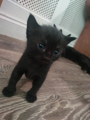 Female kitten for sale