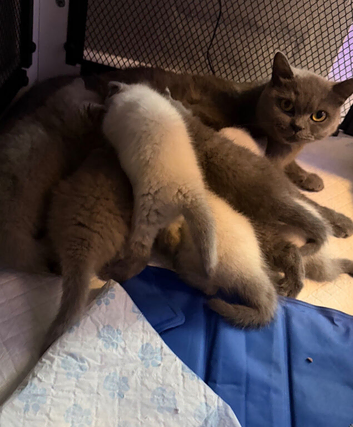 Beautiful chunky British shorthair kittens
