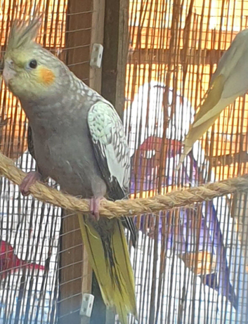 Gorgeous pearl baby cockatiel 7 weeks old