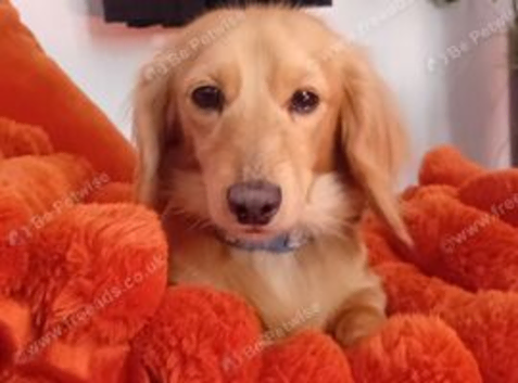 Cream miniature dachsund stud