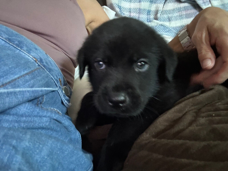 Rottweiler x Labrador