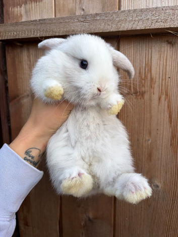 Last boy remaining!! Chocolate carrier mini lop babies