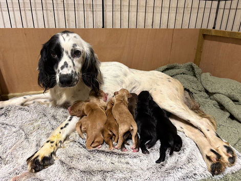 Sprocker puppy for sale