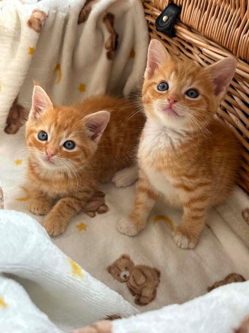 Beautiful kittens
