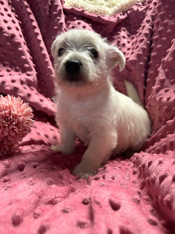 West Highland Terrier puppies.