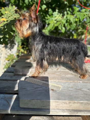 Adorable 5month old Yorkshire terrier boy