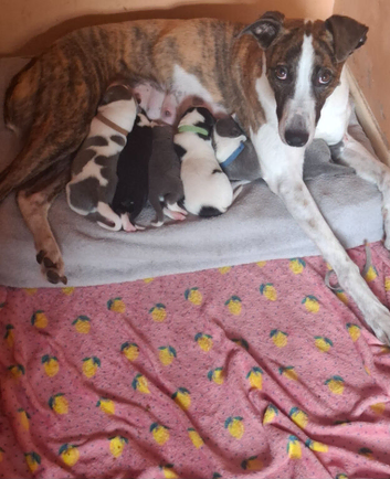 3/4 whippet x  1/4 lurcher puppies for sale
