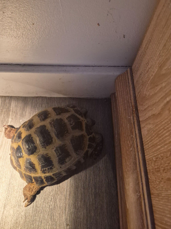 5yr old male horsefield tortoise
