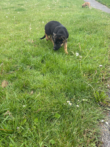 Puppy