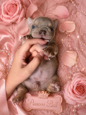 Pedigree English bulldog puppies