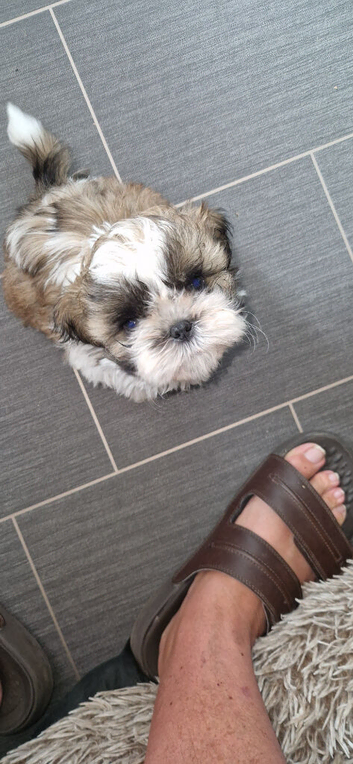 Shihtzu male puppy