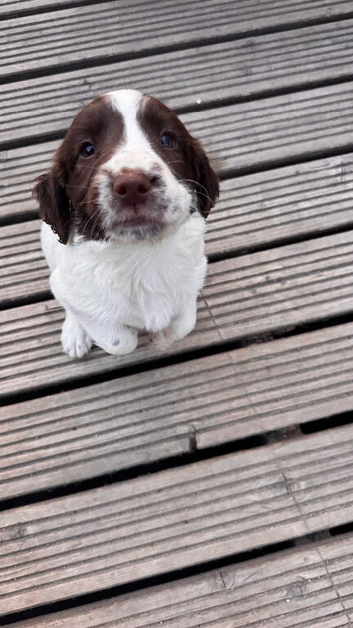 KC ENGLISH SPRINGER SPANIEL
