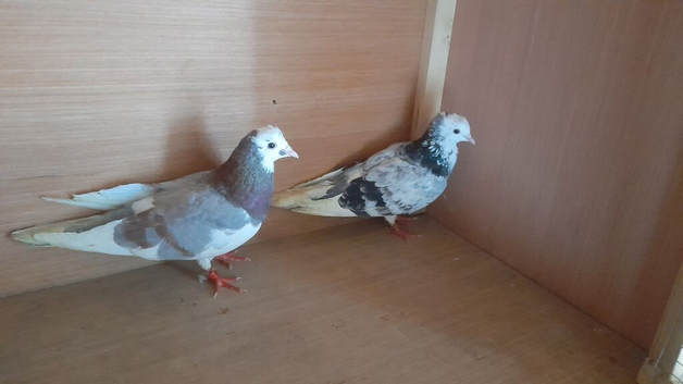 Birmingham roller pair