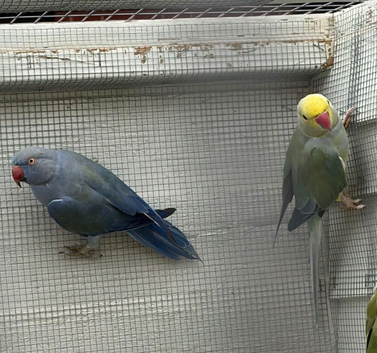 Ringneck Pair