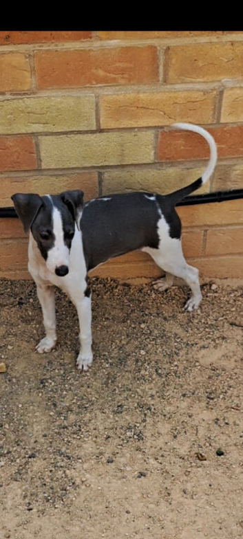 1 girl left Italian greyhound puppies kc registered