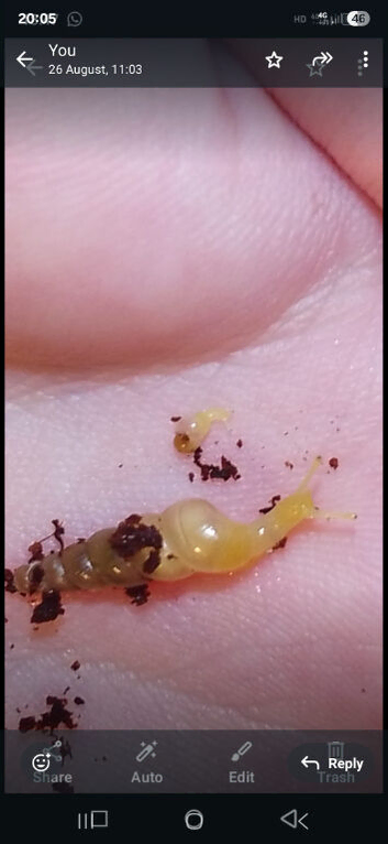 Unicorn snails