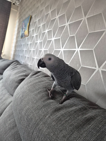 African grey parrot