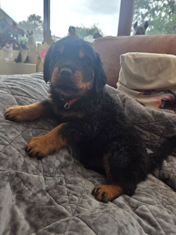Long haired rottweiler boy