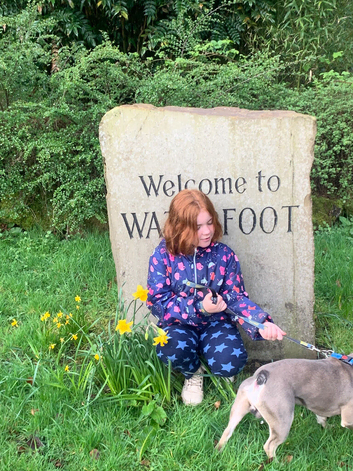 French bull dog for rehoming