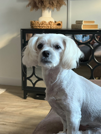 Female Maltese