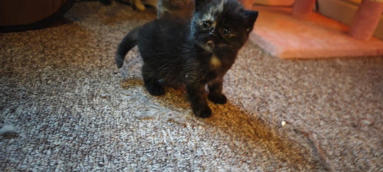 Black tortie male