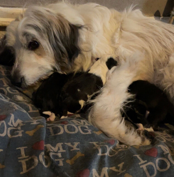 Border collie ready to leave now