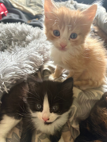 Two gorgeous males.