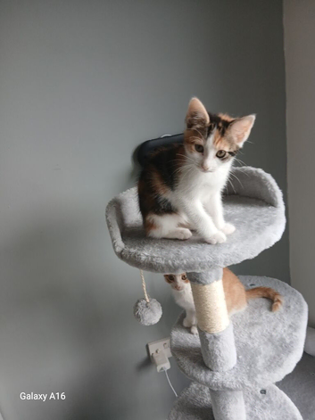 kitten