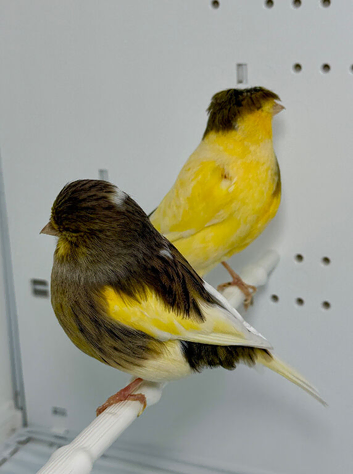 Beautiful pair of gloster canaries for sale