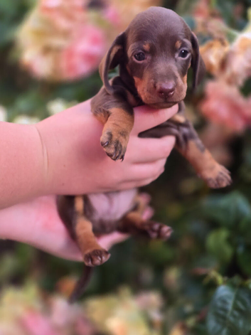 Miniature DACHSHUND