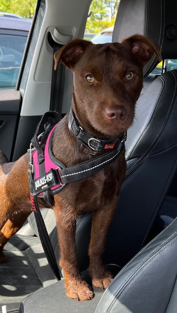 Terrier female