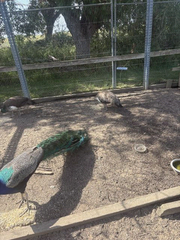 Peafowl for sale