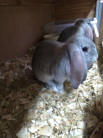 French lop rabbits
