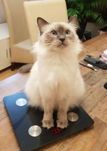 STUNNING RAGDOLL KITTENS LOOKING FOR NEW HOMES