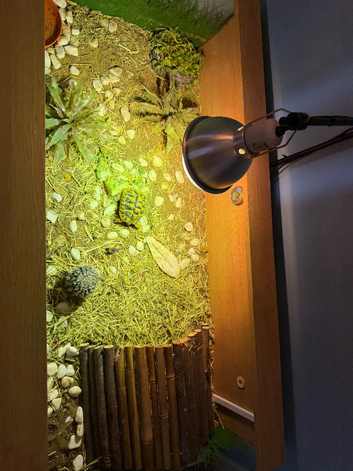 Herman&rsquo;s tortoise and table setup